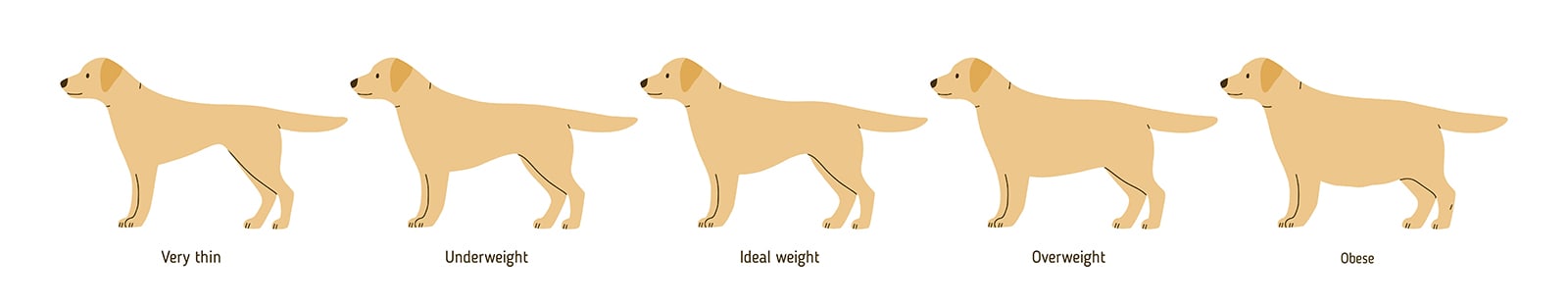 Overweight dog chart, Urgent Care vets