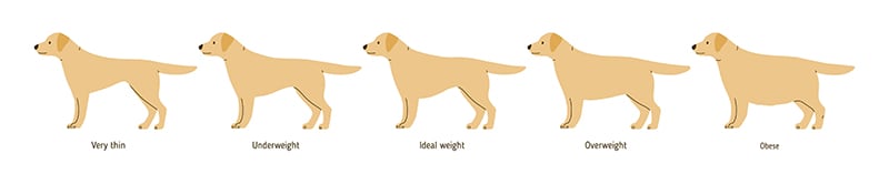 Overweight dog chart, SOuth Charlotte vets