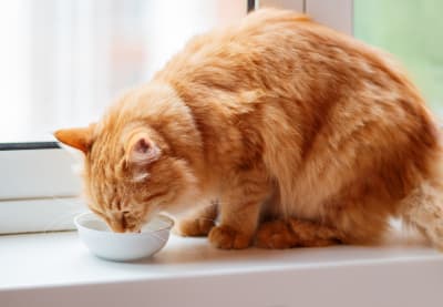 Symptoms of Kidney Failure in Cats | Huntersville Vet