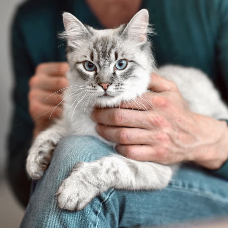 Medical Boarding for Cats & Dogs, Berkeley Vet