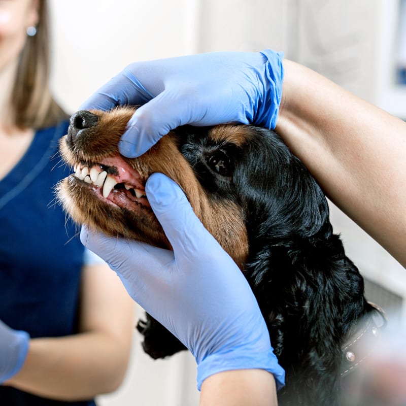 Dental Care, Ventura Vet