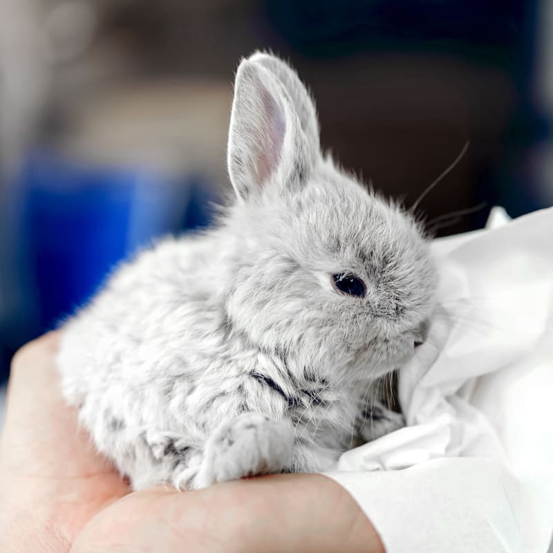 Exotic pet vet holding a small bunny at one of our hospitals in Southern Wisconsin