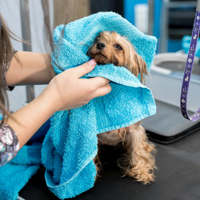 Bathing & Grooming, Torrance Veterinarians