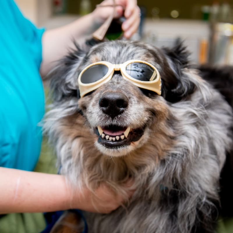 Cold Laser Therapy, South Wilton Veterinarians