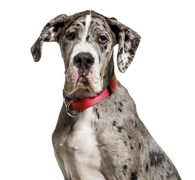 Giant Canine, Rancho Regional Veterinary Hospital