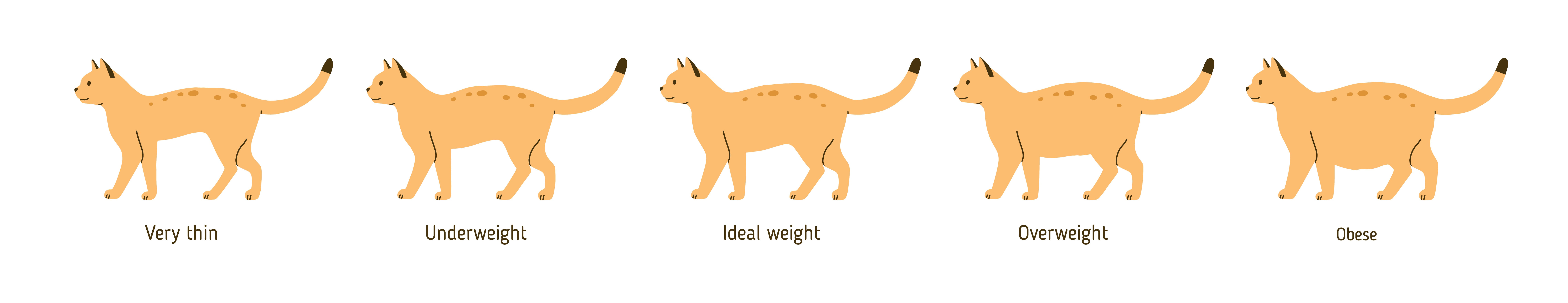 Overweight cat chart, Boulder and Westminster Vet 