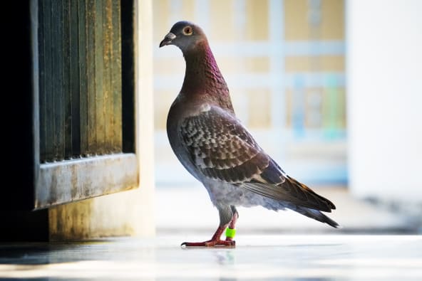 Doves are a type of pet bird