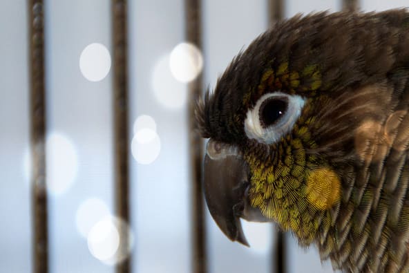 Green-Cheeked Conures are a type of pet bird