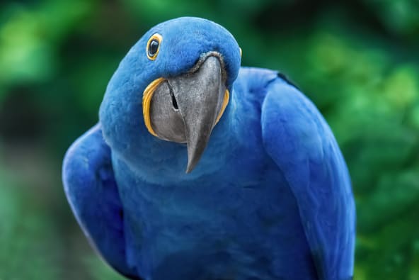 Hyacinth Macaws are a type of pet bird