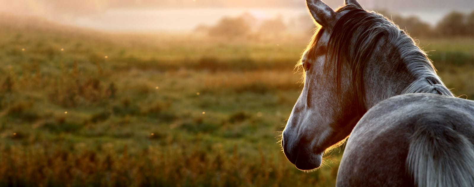 testimonials for Northwest Veterinary Clinic of Mount Vernon