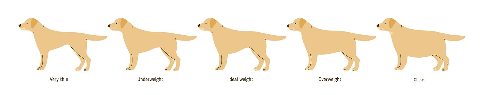 Overweight dog chart, Fort Worth vets