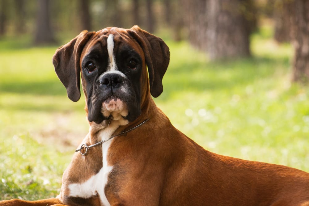 friendly boxer dog