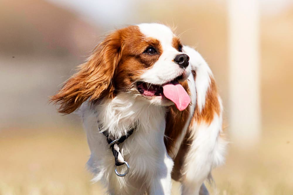 Cavalier King Charles Spaniel