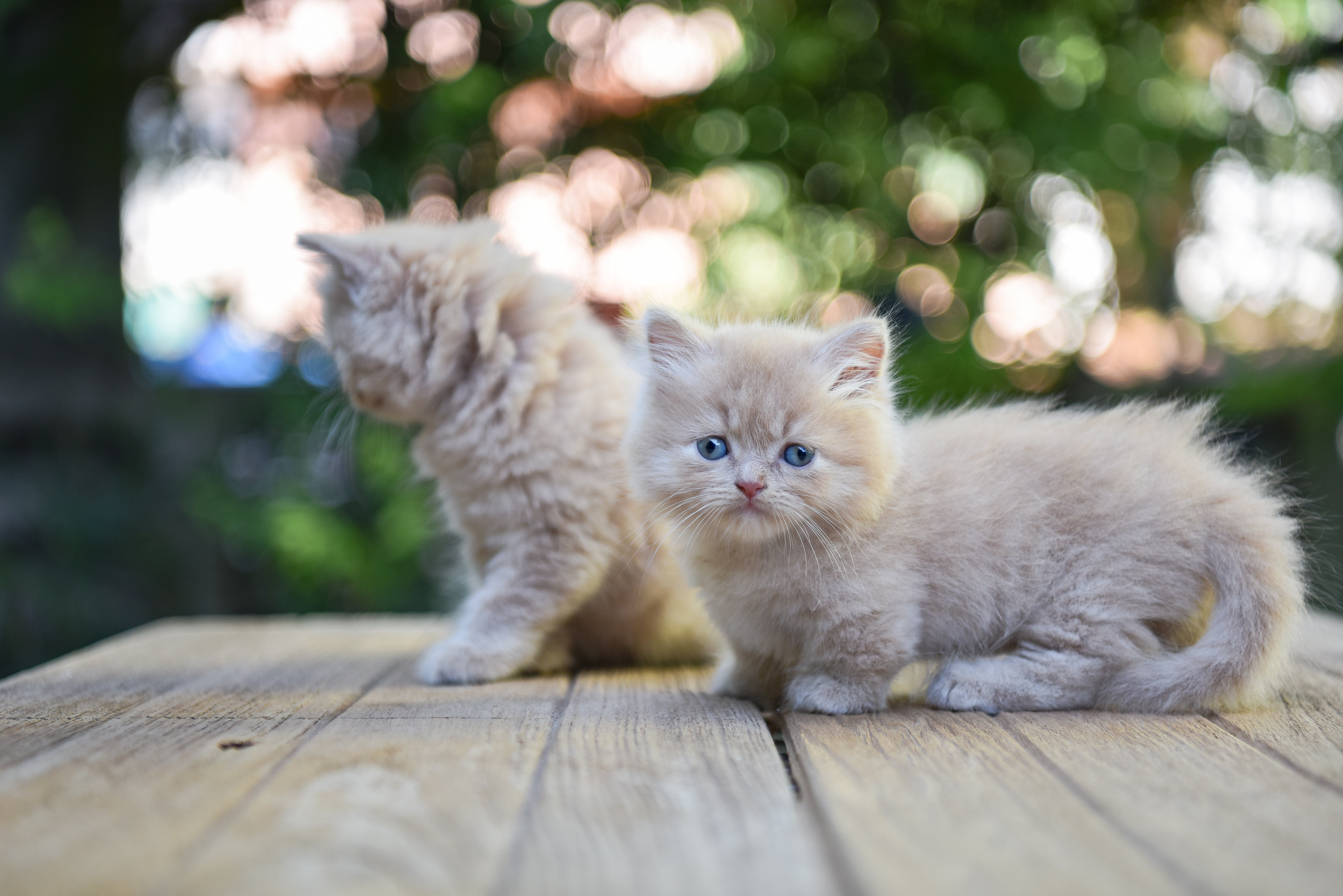 Munchkin, Doraville Vets