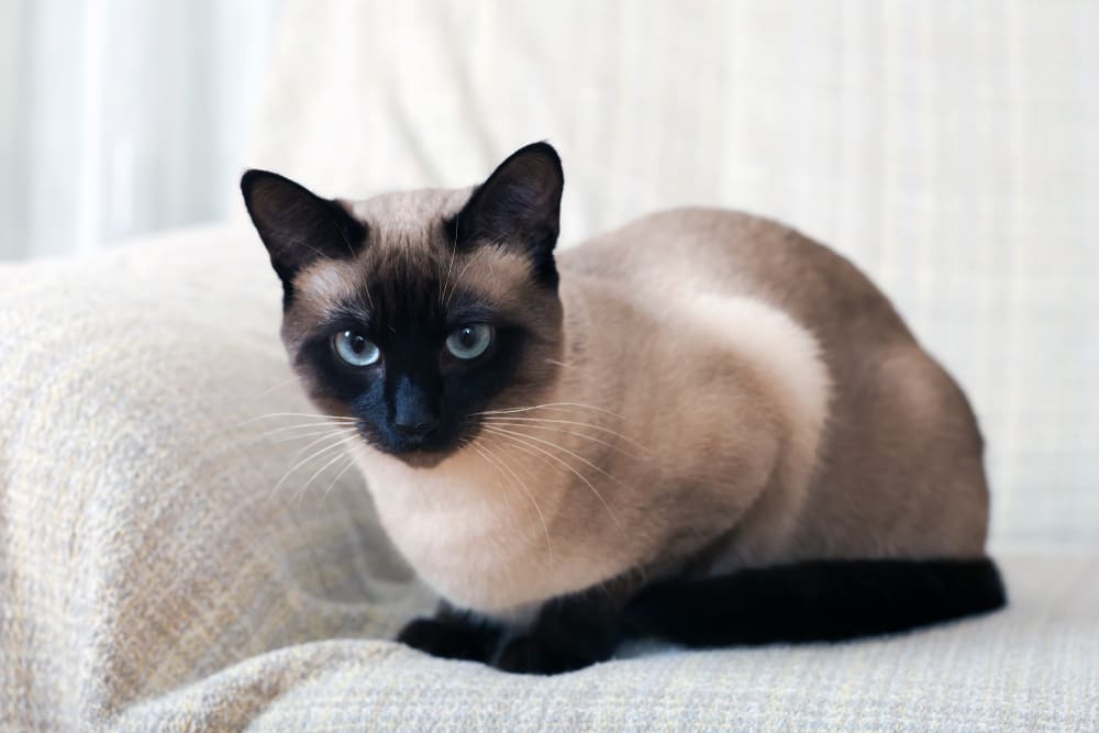 Siamese, Doraville Vets