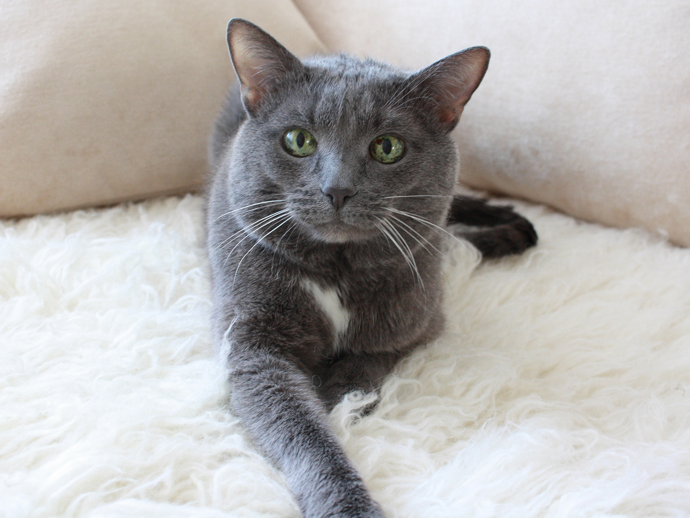 Russian Blue, Doraville Vets