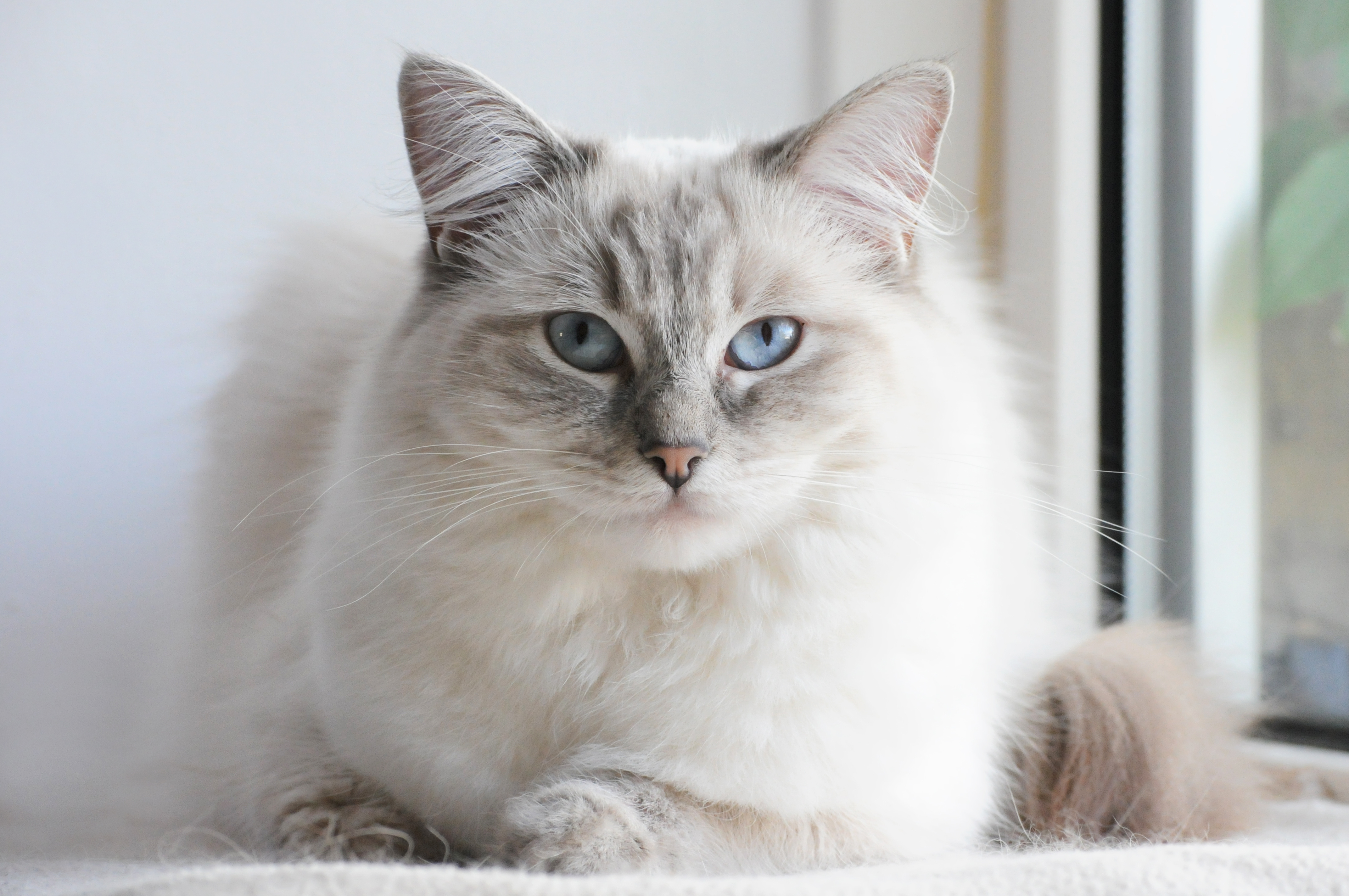 Ragdoll, Doraville Vets