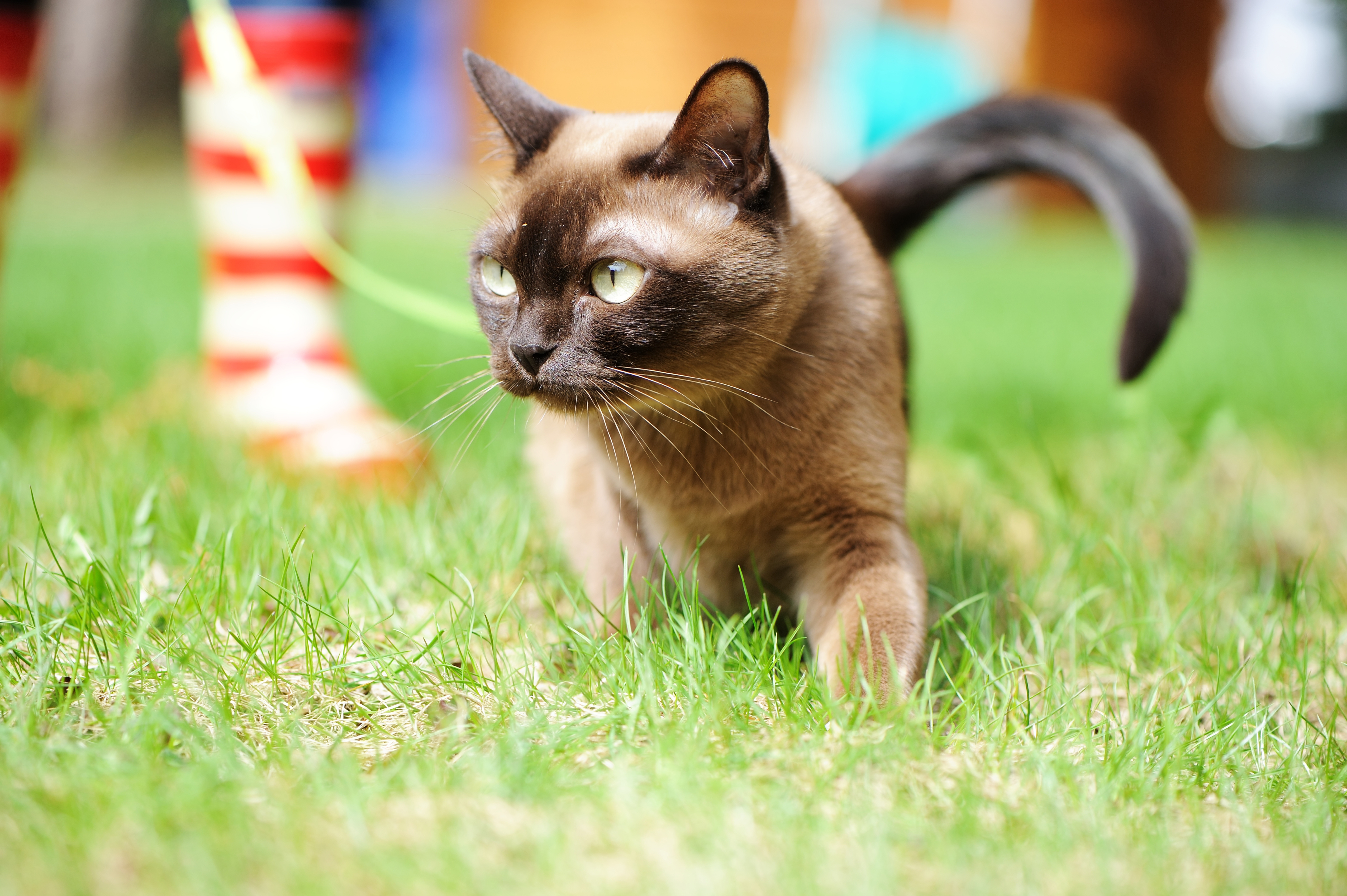 Burmese, Brookhaven Vets