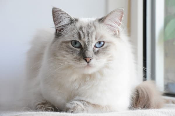 Ragdoll Cat Sitting On A Window Stock Photo - Download Image Now - Domestic  Cat, Ragdoll Cat, White Color - iStock