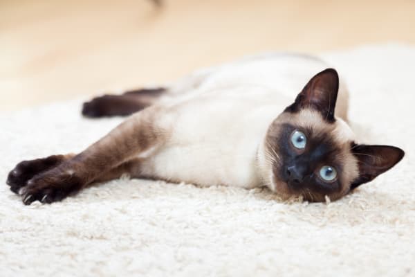 Siamese, Jackson Vets